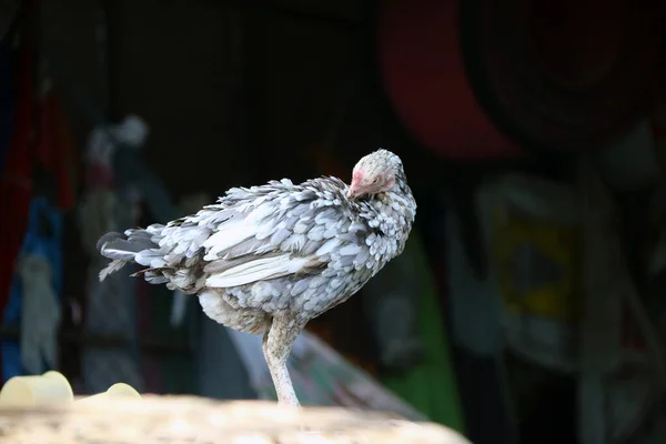 Weiße Und Graue Hühner Stehen Und Putzen Sich Selbst Hühner — Stockfoto