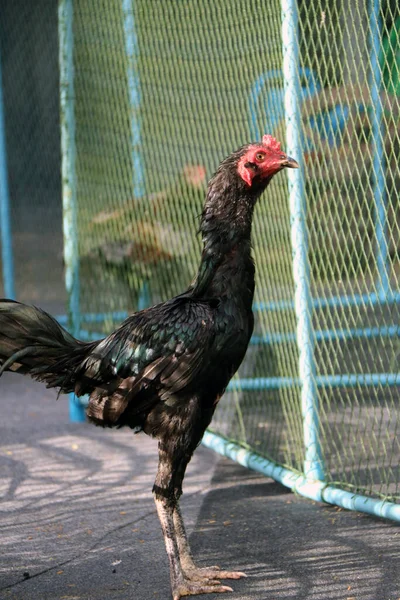 Schwarze Hähne Stehen Neben Dem Netz Ist Kampfhahn Ein Hahn — Stockfoto