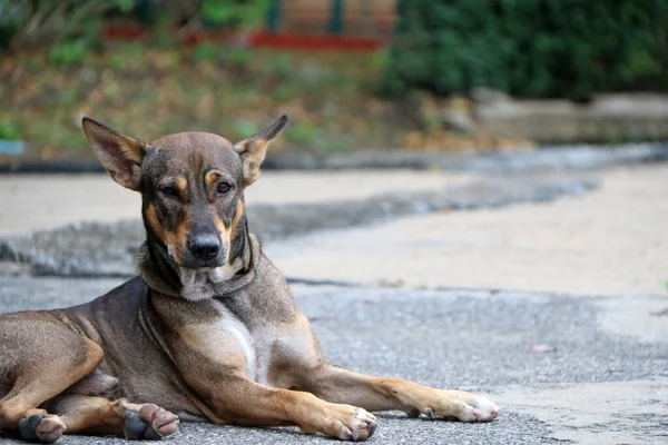 Thai Black Brown White Color Stray Dog Laying Street Dog — Stock Photo, Image