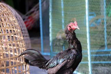 Siyah horoz Tayland tavuk kümesi ve net Nick 'in yanında duruyor. Horoz dövüşü, horoz dövüşü için eğitilmiş bir horoz. Aynı zamanda av kuşu olarak da bilinir..