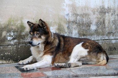 Kahverengi beyaz Taylandlı sokak köpeği duvarın yanında yerde yatıyor. Sokaklarda ya da tapınakta yaşayan ve sahibi olmayan bir köpektir..