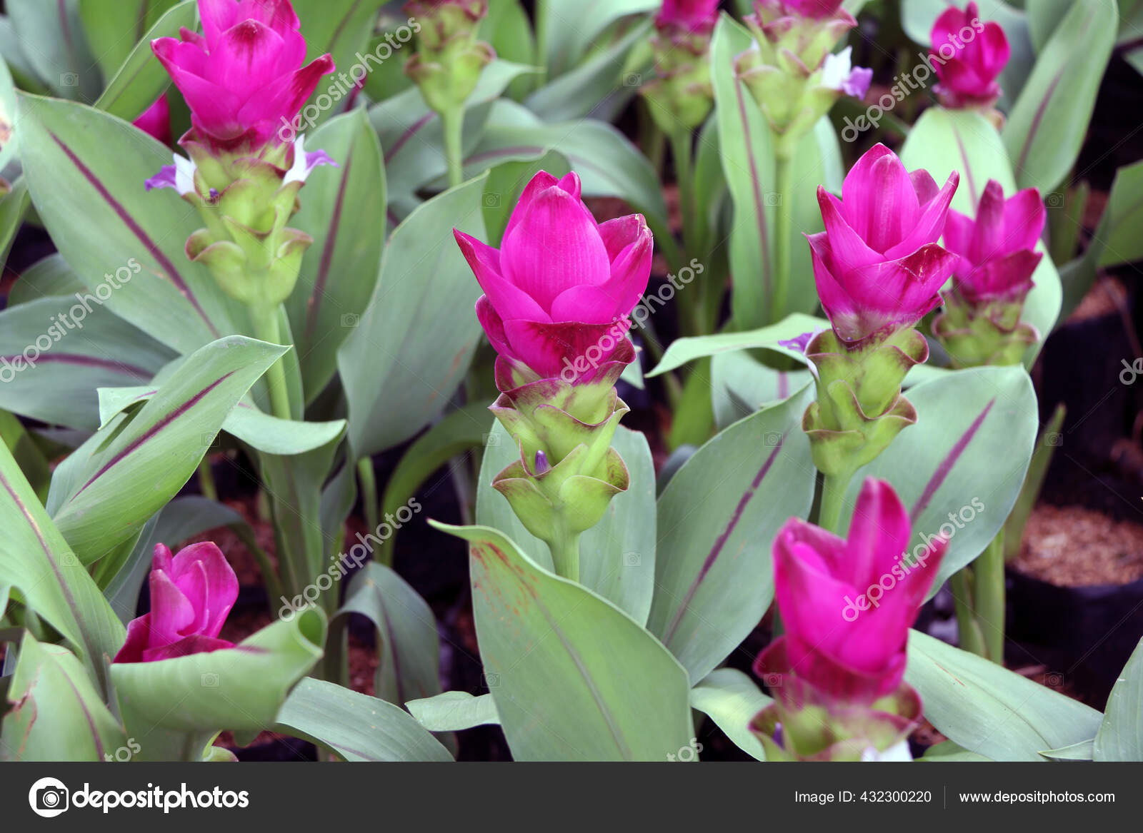 Tulipe siam images libres de droit, photos de Tulipe siam | Depositphotos
