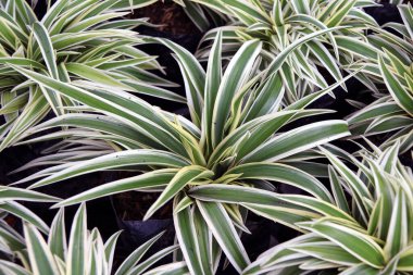 Klorophytum komosum veya Örümcek bitkisi veya uçak bitkisi veya örümcek sarmaşığı veya kurdele, kreş bitkilerinin siyah plastik torbasındadır..