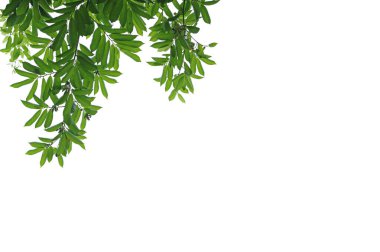 Beyaz arkaplanda yeşil mantarlı yapraklar.