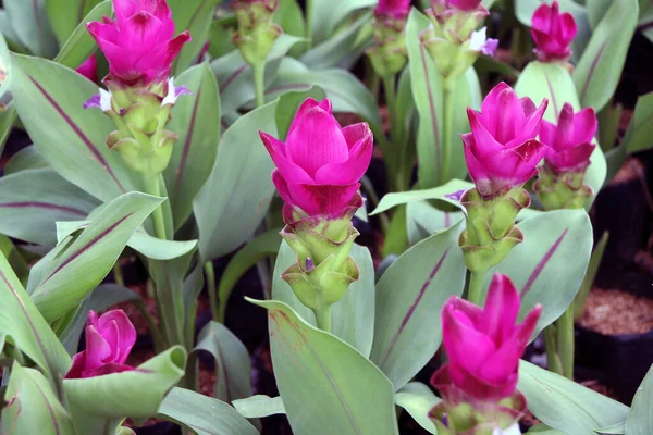 Kreş bitkilerinde koyu pembe siam lale. Curcuma alismatifolia ya da yaz lalesi, Kuzey Tayland ve Kamboçya 'da yetişen tropikal bir bitkidir..