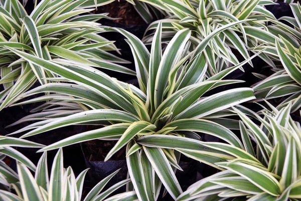 Klorophytum komosum veya Örümcek bitkisi veya uçak bitkisi veya örümcek sarmaşığı veya kurdele, kreş bitkilerinin siyah plastik torbasındadır..