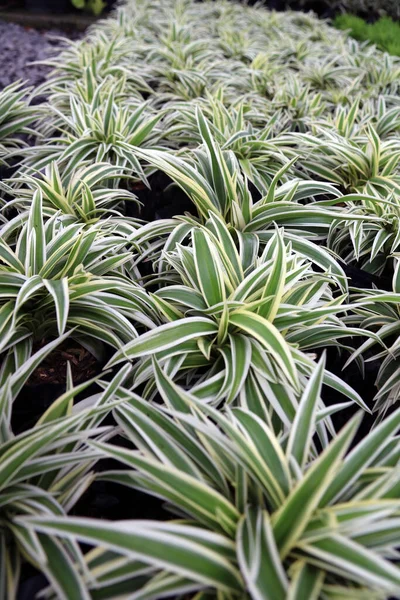 Chlorophytum comosum or Spider plant or Airplane plant or Spider ivy or Ribbon plant, it is in the black plastic bag of Nursery plants.