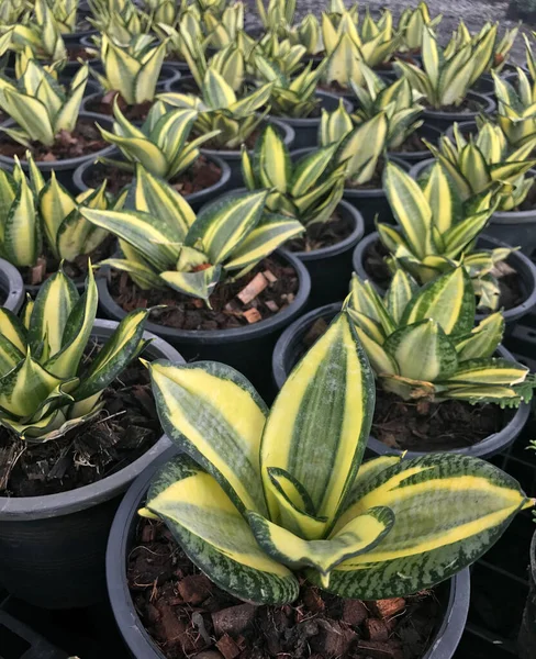 Sansevieria Trifasciata Gouden Hahnii Kwekerij Planten Zwarte Pot Slangenplant Vloer — Stockfoto