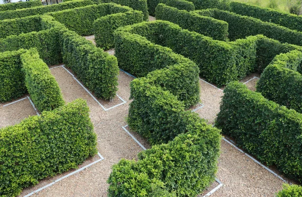 緑の植物の木の迷路の壁 迷路の庭 公園内に壁を作る木から作る — ストック写真