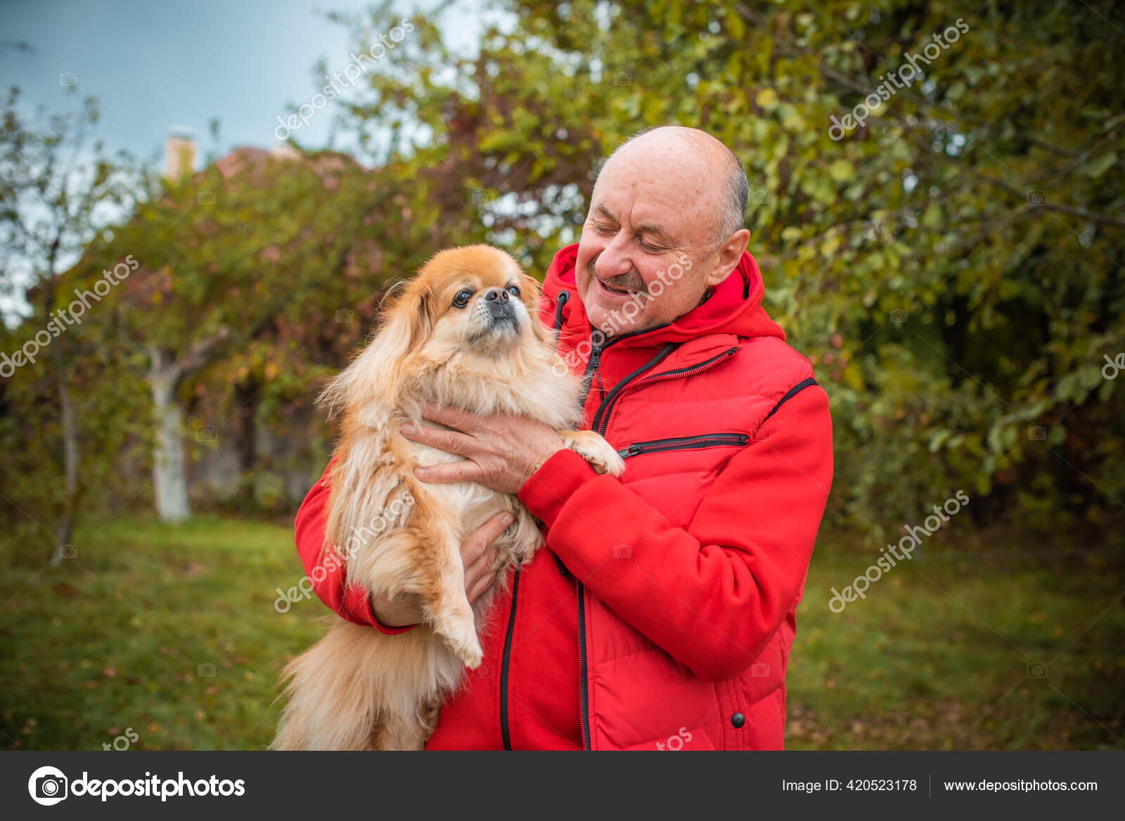 赤い小さな犬の屋外の老人 男は引退しました 高齢者のライフスタイル ストック写真 C T Denteam 赤い小さな犬の屋外の老人 男は引退しました 高齢者のライフスタイル ストック写真 C T Denteam