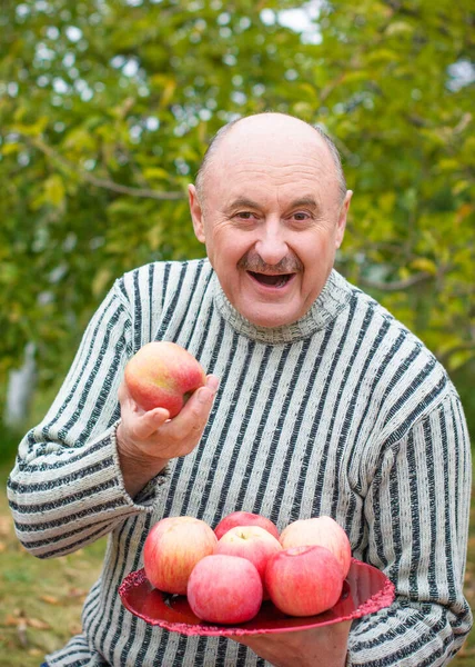 Hombre Mayor Jardín Con Plato Manzanas Muestra Cosecha Divertirse Buen — Foto de Stock