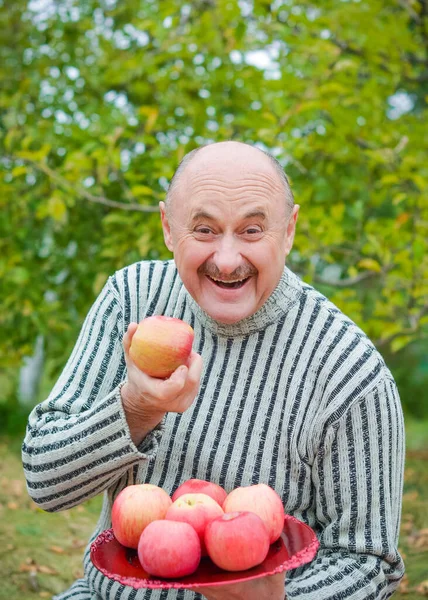 Μεγαλύτερος Άνθρωπος Στον Κήπο Του Ένα Πιάτο Μήλα Δείχνει Συγκομιδή — Φωτογραφία Αρχείου