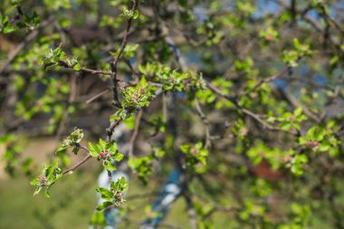 Baharın başlarında, çiçek bahçesinin dallarını kapamak, bahçe konsepti.
