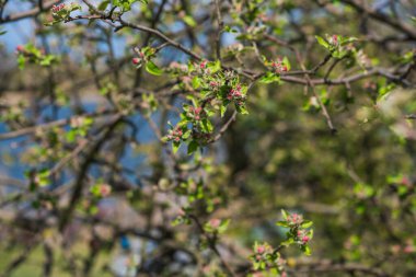 Baharın başlarında, çiçek bahçesinin dallarını kapamak, bahçe konsepti.