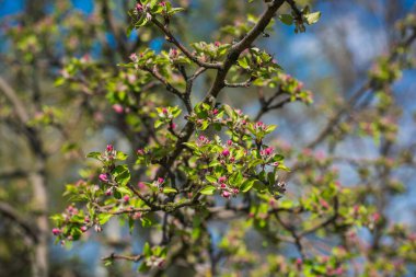Baharın başlarında, çiçek bahçesinin dallarını kapamak, bahçe konsepti.