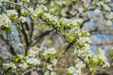 Baharın başlarında, çiçek bahçesinin dallarını kapamak, bahçe konsepti.