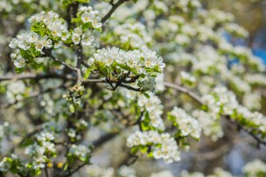 Baharın başlarında, çiçek bahçesinin dallarını kapamak, bahçe konsepti.