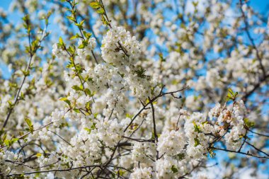 Baharın başlarında, çiçek bahçesinin dallarını kapamak, bahçe konsepti.