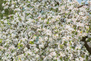 Baharın başlarında, çiçek bahçesinin dallarını kapamak, bahçe konsepti.