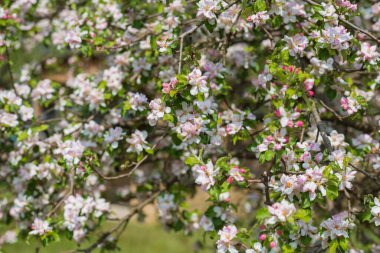 Baharın başlarında, çiçek bahçesinin dallarını kapamak, bahçe konsepti.