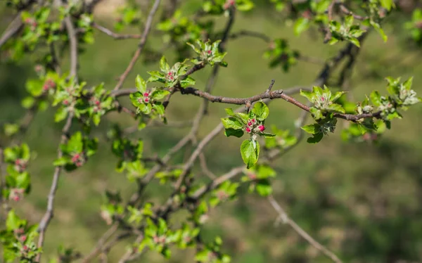 Vorfrühling Nahaufnahme Von Zweigen Des Blühenden Gartens Gartenkonzept — Stockfoto