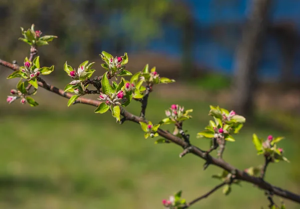 Wczesna Wiosna Zamykanie Gałęzi Ogrodu Kwiatowego Koncepcja Ogrodnictwa — Zdjęcie stockowe