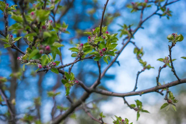 Vorfrühling Nahaufnahme Von Zweigen Des Blühenden Gartens Gartenkonzept — Stockfoto