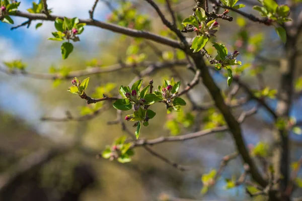 Tidig Vår Närbild Grenar Blommande Trädgård Trädgårdskoncept — Stockfoto