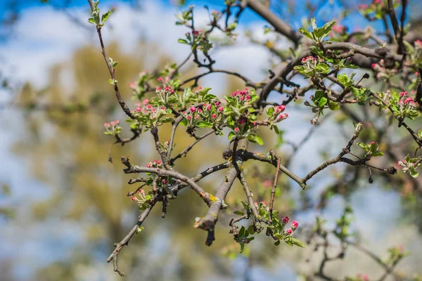Vorfrühling Nahaufnahme Von Zweigen Des Blühenden Gartens Gartenkonzept — Stockfoto