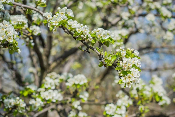 Début Printemps Fermer Les Branches Jardin Fleuri Concept Jardinage — Photo