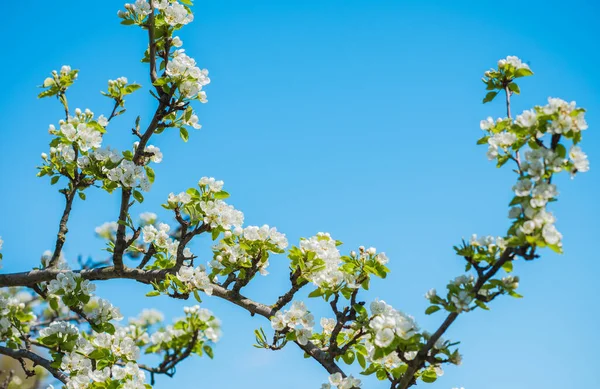 Early spring, close up branches of blossom garden,  gardening concept