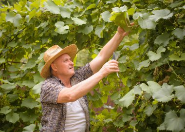 Olgun İtalyan bir adam, kır evindeki bahçede hasır şapkalı bir emekli, genç üzümleri kesiyor, tarım işçisi.