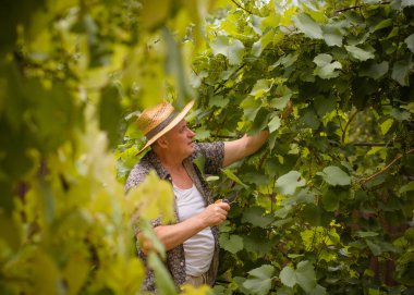Olgun İtalyan bir adam, kır evindeki bahçede hasır şapkalı bir emekli, genç üzümleri kesiyor, tarım işçisi.