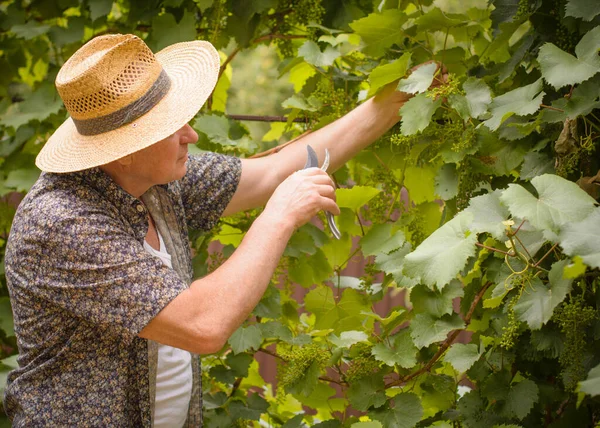 Mature Italian man, pensioner in a straw hat in the garden at cottage, cuts off young grapes, farming worker