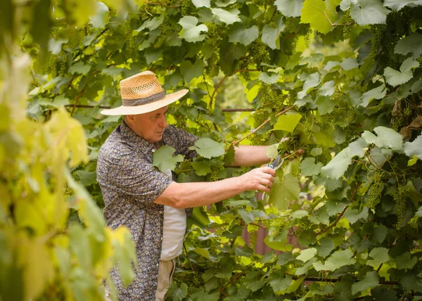 Mature Italian man, pensioner in a straw hat in the garden at cottage, cuts off young grapes, farming worker