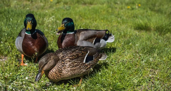 Wild ducks in the courtyard walk, sit live in the wild on green grass and near trees and farming beautiful colorful plump birds