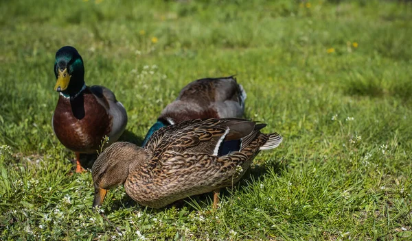 Wild ducks in the courtyard walk, sit live in the wild on green grass and near trees and farming beautiful colorful plump birds