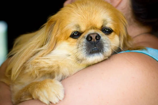 Счастливая Взрослая Женщина Целует Маленькую Собаку Любители Собак Люди Любят — стоковое фото
