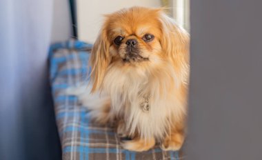 Küçük köpek pencere kenarında oturuyor ve soğuk mevsimde dışarı bakıyor. Evcil hayvan davranışı, yalnızlık, sahibini beklemek, ev konforu ve sakin kış havası.