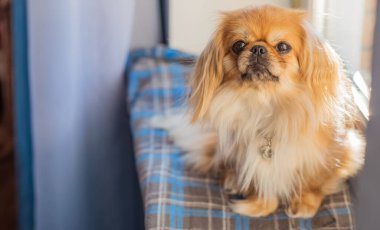 Küçük köpek pencere kenarında oturuyor ve soğuk mevsimde dışarı bakıyor. Evcil hayvan davranışı, yalnızlık, sahibini beklemek, ev konforu ve sakin kış havası.