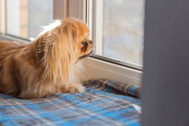 Küçük köpek pencere kenarında oturuyor ve soğuk mevsimde dışarı bakıyor. Evcil hayvan davranışı, yalnızlık, sahibini beklemek, ev konforu ve sakin kış havası.