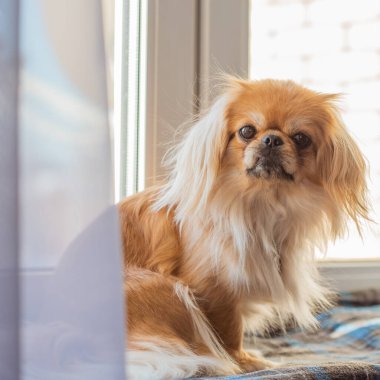 Küçük köpek pencere kenarında oturuyor ve soğuk mevsimde dışarı bakıyor. Evcil hayvan davranışı, yalnızlık, sahibini beklemek, ev konforu ve sakin kış havası.