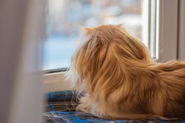 Küçük köpek pencere kenarında oturuyor ve soğuk mevsimde dışarı bakıyor. Evcil hayvan davranışı, yalnızlık, sahibini beklemek, ev konforu ve sakin kış havası.