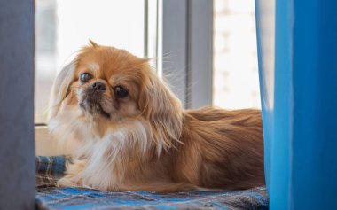 Küçük köpek pencere kenarında oturuyor ve soğuk mevsimde dışarı bakıyor. Evcil hayvan davranışı, yalnızlık, sahibini beklemek, ev konforu ve sakin kış havası.
