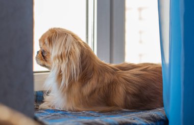 Küçük köpek pencere kenarında oturuyor ve soğuk mevsimde dışarı bakıyor. Evcil hayvan davranışı, yalnızlık, sahibini beklemek, ev konforu ve sakin kış havası.