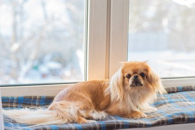 Küçük köpek pencere kenarında oturuyor ve soğuk mevsimde dışarı bakıyor. Evcil hayvan davranışı, yalnızlık, sahibini beklemek, ev konforu ve sakin kış havası.