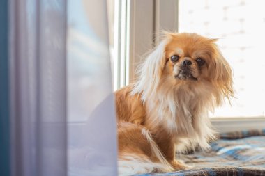 Küçük köpek pencere kenarında oturuyor ve soğuk mevsimde dışarı bakıyor. Evcil hayvan davranışı, yalnızlık, sahibini beklemek, ev konforu ve sakin kış havası.