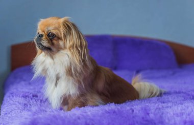 Karışık melez küçük bir köpek evde yumuşak bir battaniyenin üzerinde rahatça dinleniyor. Sıcaklığı, ilgiyi ve hayvanlarla duygusal bağı vurgulayan rahat bir yaşam tarzı konsepti. Evlat edinme, kurtarma hikayeleri, hayvan bakımı makaleleri ve ev konforu temaları için ideal