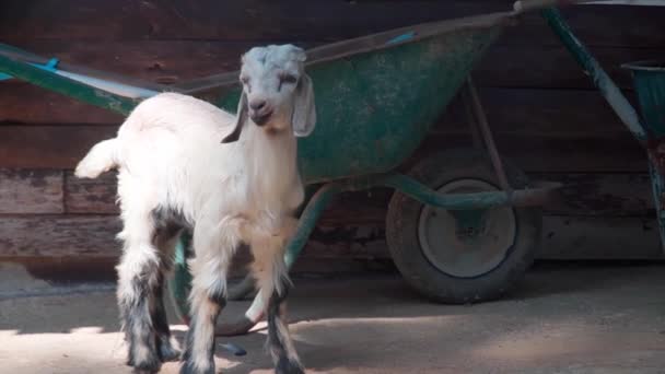 Capra Bambino Nel Capannone Bestiame Azienda — Video Stock