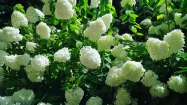 Çiçek açmış beyaz ortanca (hortense).